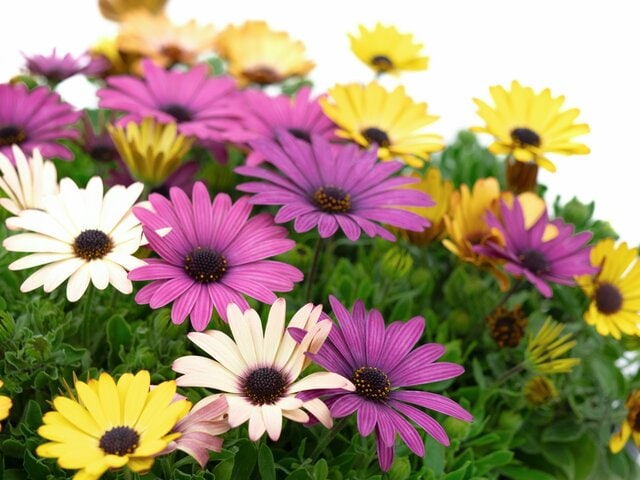 【植えっぱなしOK】この春ガーデンにお迎えしたい「いまが旬の多年草」3選