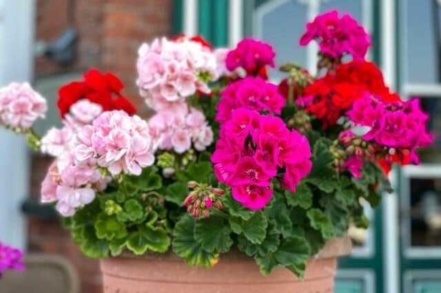 【ベランダガーデニング】狭くても育てやすい《春の花》5選＆おしゃれなレイアウト3つのコツ