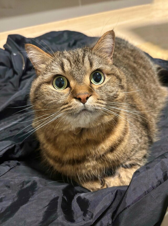 「離れられないね」“飼い主を止める猫”に思わずときめく！必死な姿に見入ってしまう