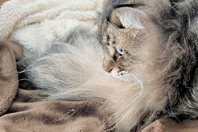 「手足はどこへ？」振り返った飼い主が目撃した猫の姿　SNS民も爆笑！