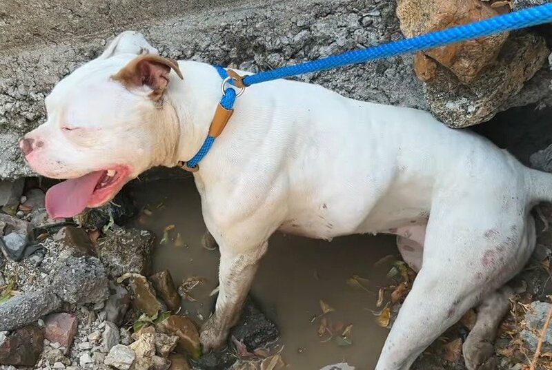 高温注意報のなか「街中を走り続け動けなくなった犬」を救助 一時は危険な状態に陥るも、懸命な処置により回復