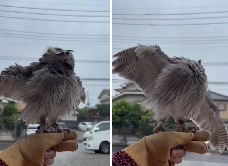 出所：@purinon2929k