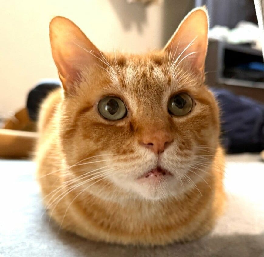 出所：@Beercat_Ana_Dar