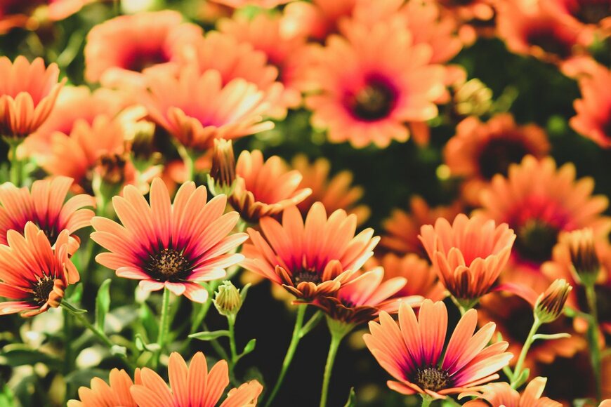 Gabi Bi/Shutterstock.com