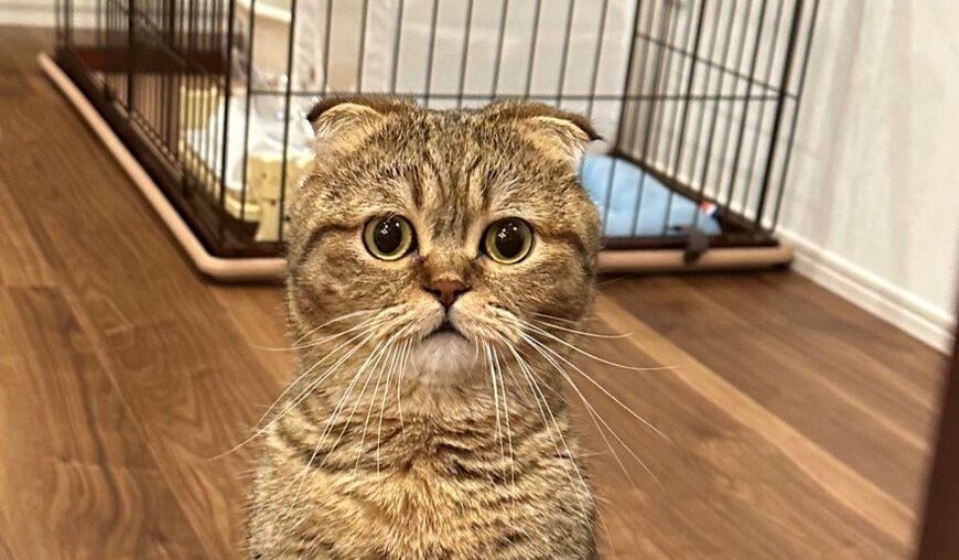 出所：@ponpokopontanu