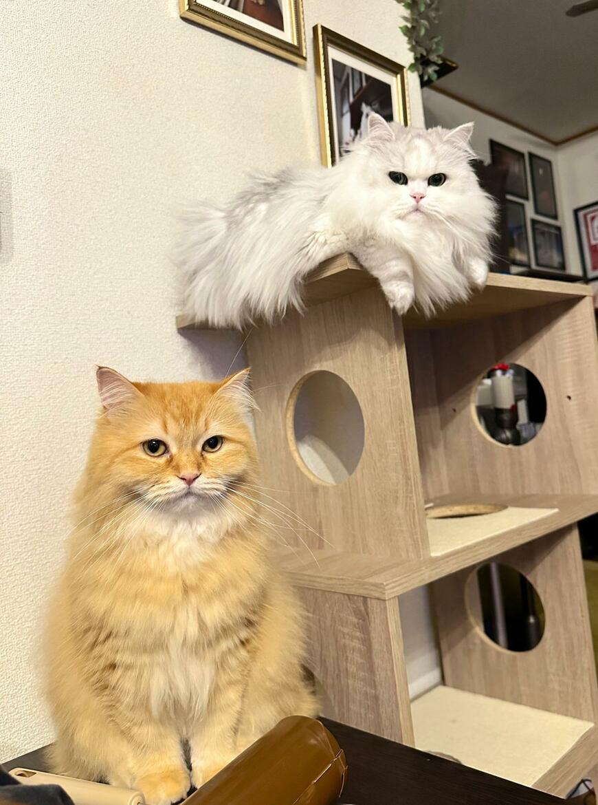 出所：@NEKOLAND13