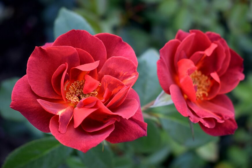 Marina Rose/shutterstock.com