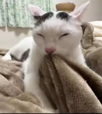  「いつまでも子猫みたいでかわいい！」うっとりふみふみする猫ちゃんがかわいい過ぎるとSNSで話題