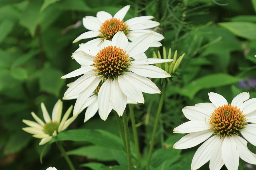 暑さに強くて「植えてよかった」園芸歴30年ガーデナーの夏庭を彩る植物10選！いい香りの花も