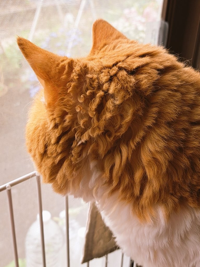 雨の日に撮影された「愛猫の被毛」に注目集まる　意外な状態に「え、何これ可愛い」