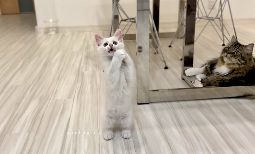 出所：@meltube_cat