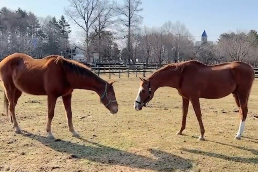 出所：うらかわ優駿ビレッジAERU