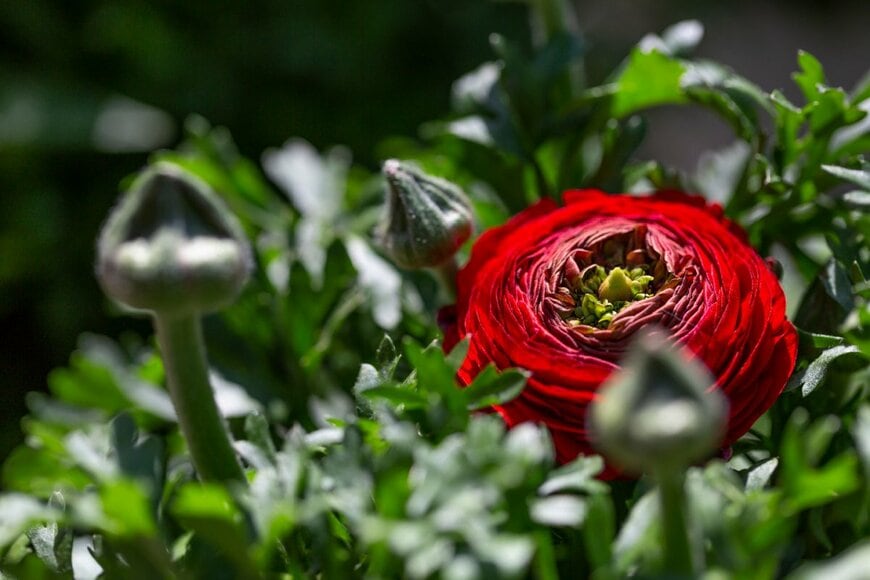 RuthG/shutterstock.com