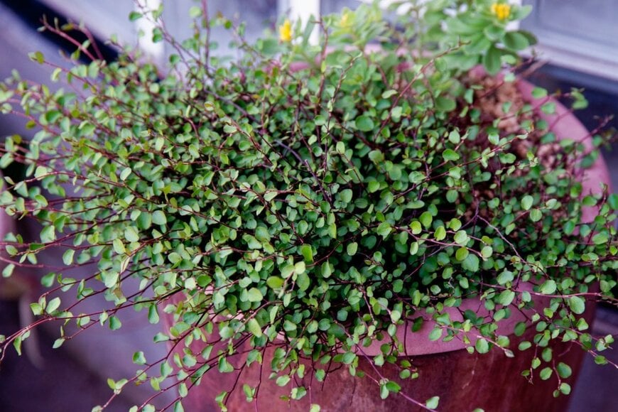 Itsunfotos/shutterstock.com