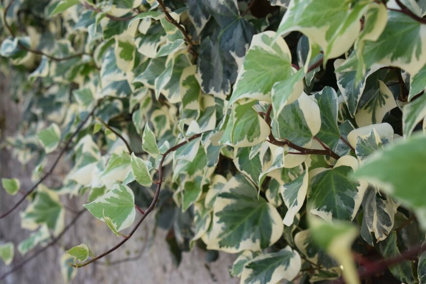 Furiarossa/shutterstock.com