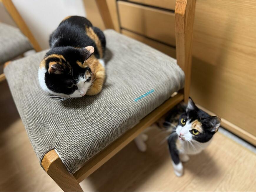 出所：@nachos0420