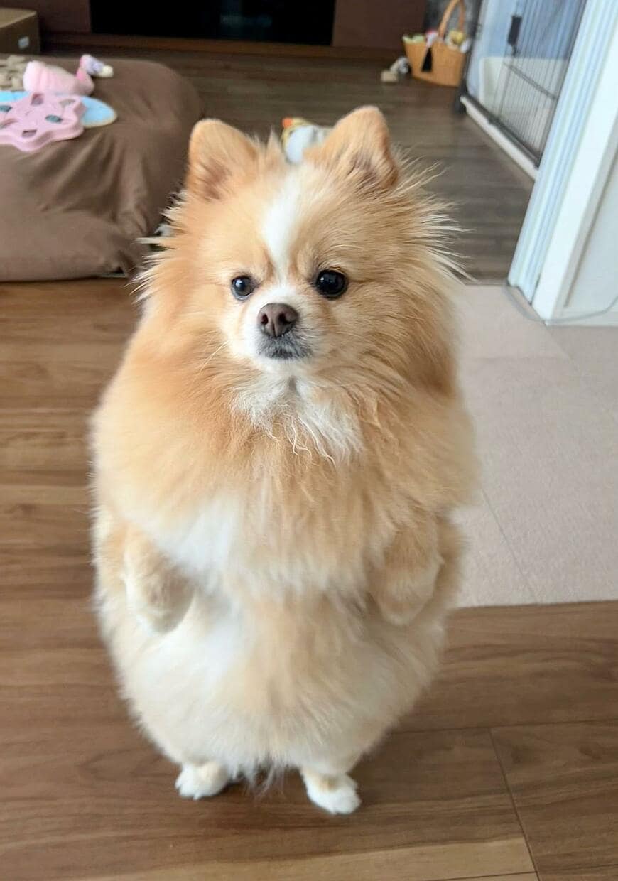 出所：@pomepomePicardy