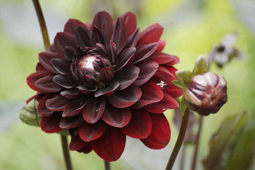 Helena Bezold/istockphoto.com