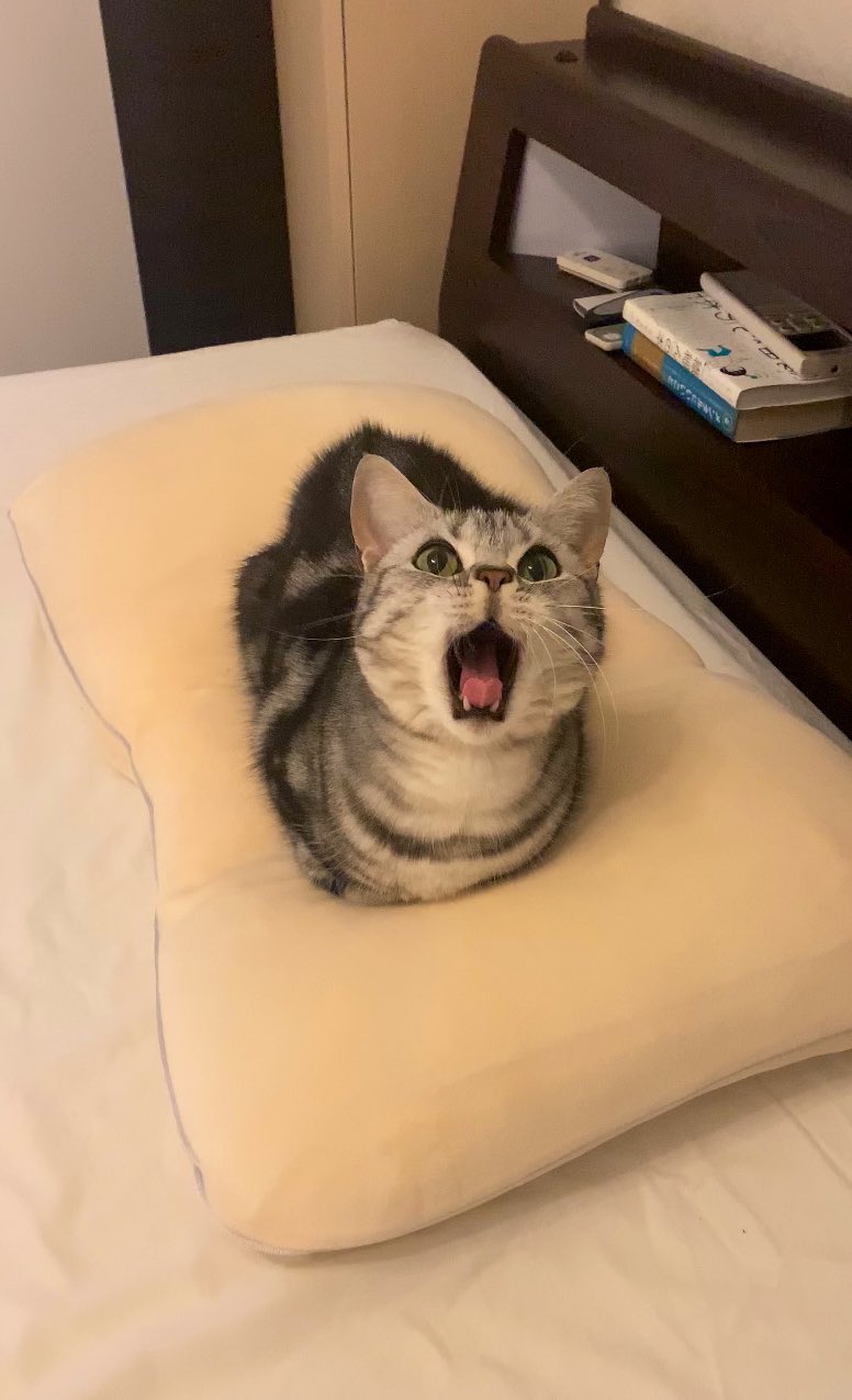 このフカフカは僕のもの！『おててないない』で主張する猫さんに反響