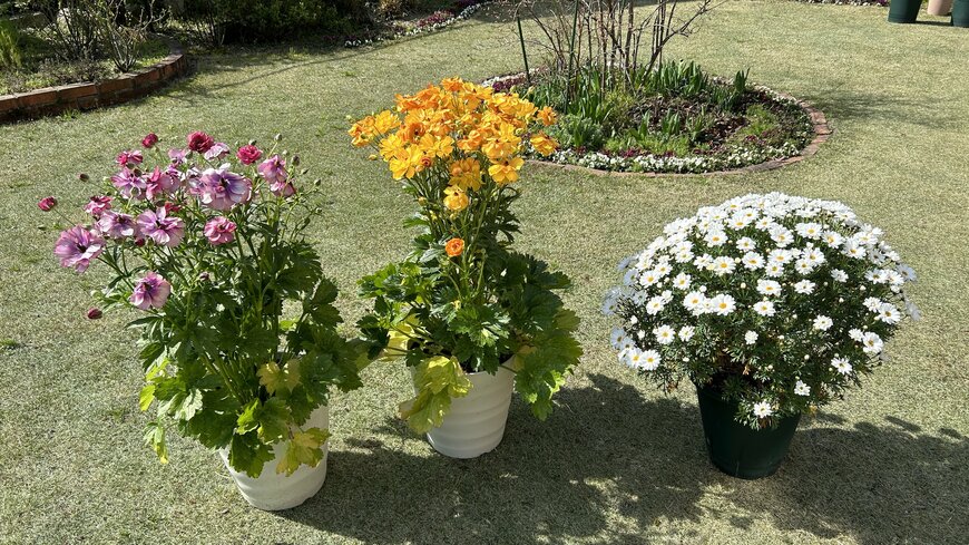 著者撮影／ラナンキュラスラックス（左：ティーバ、中央：ミネルバ）