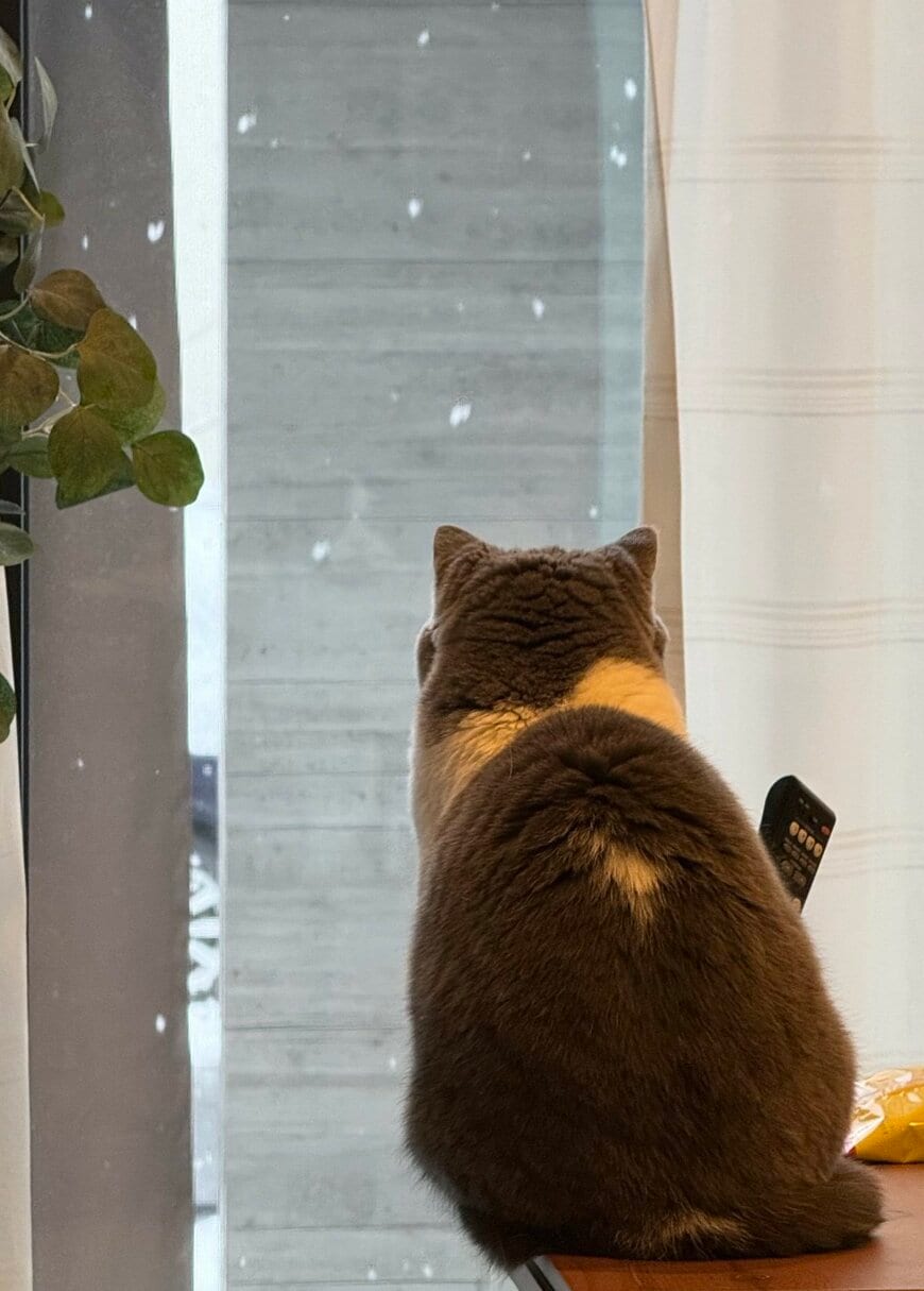 出所：@mog_cororincho