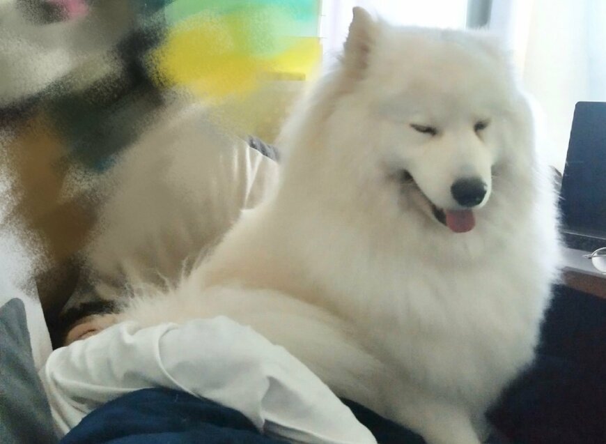 出所：@samoedsoran