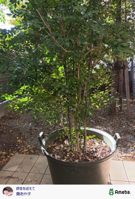 出所：藤あや子のAmeba公式ブログ　参照日：2025年12月8日