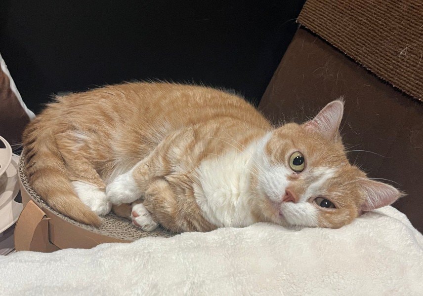 「悪そう」天使のような愛猫の豹変ぶりに飼い主もツッコミ　迫力満点の表情に笑ってしまう