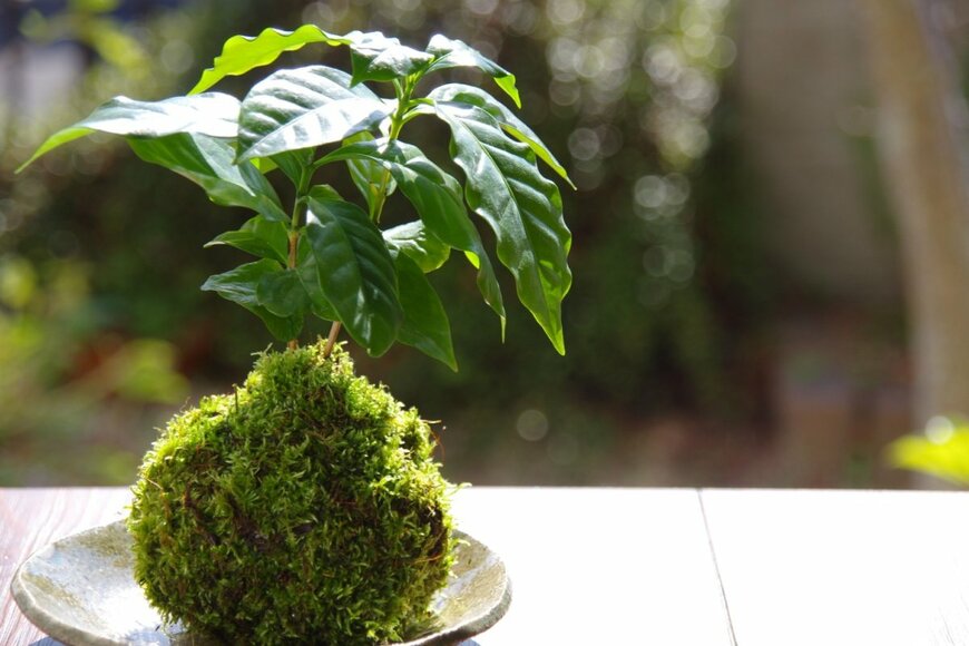 夏のインテリアに最適《ミニ観葉植物で作る苔玉》上手な仕立て方＆おすすめの観葉植物5選！