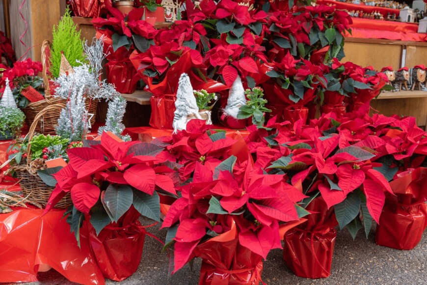 ancoay/istockphoto.com