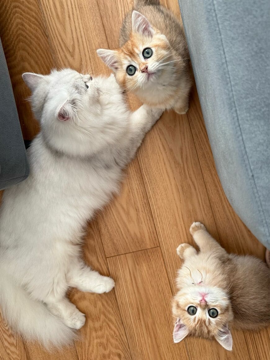 子猫ちゃんがウトウトしながらやっていたことが可愛すぎた！あまりの破壊力に再生回数4万超え