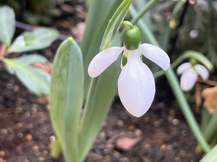 LIMOガーデニング部撮影