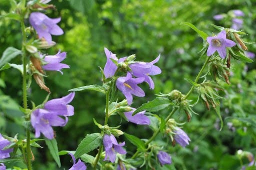 Orest lyzhechka/shutterstock.com