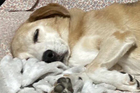 出所：てんむすさんと犬ちゃん@tenmusu_inuchan