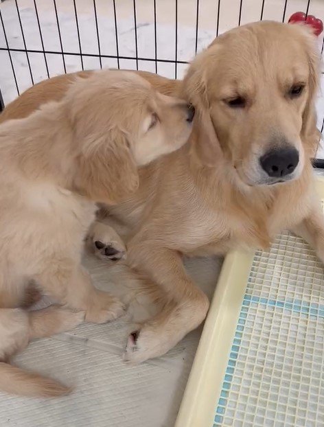 出所：@pu_channeldesu