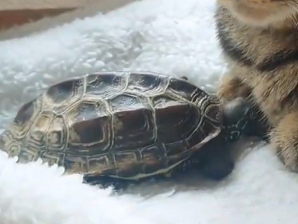 出所：@Mh0MLiErcV8E97C