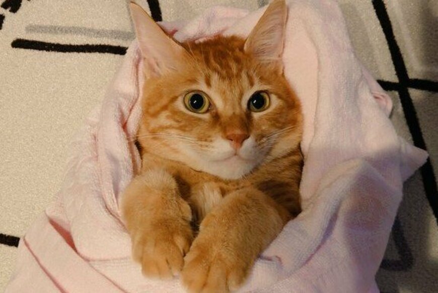 タオルにくるまれると、スヤァ……赤ちゃんみたいにスヤスヤ眠る猫に「可愛さの大渋滞」「癒される」