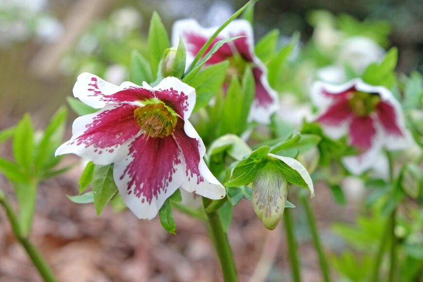 白い花の内側にワインレッドのブロッチが入った、クリスマスローズの花
