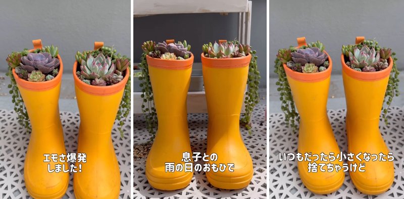 投稿の画像