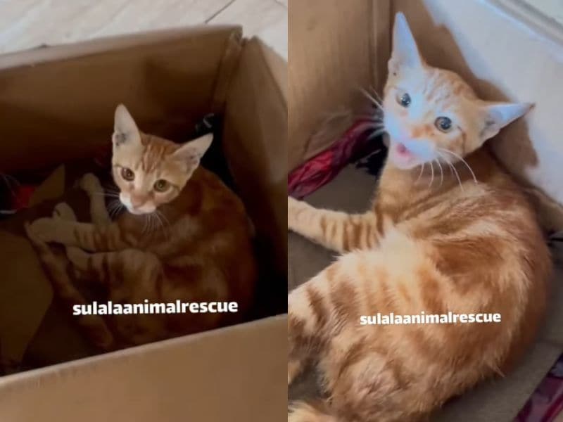出所：<u><a href="https://www.instagram.com/p/DbeE7FBI3od/" target="_blank">@sulalaanimalrescue</a></u>