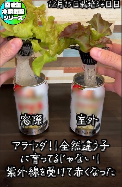 サニーレタスの1回目の収穫