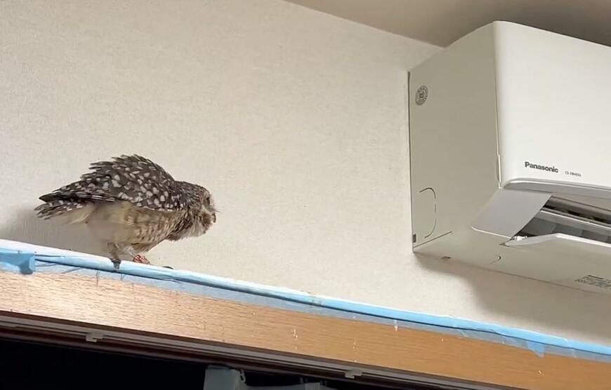 投稿動画のワンシーン