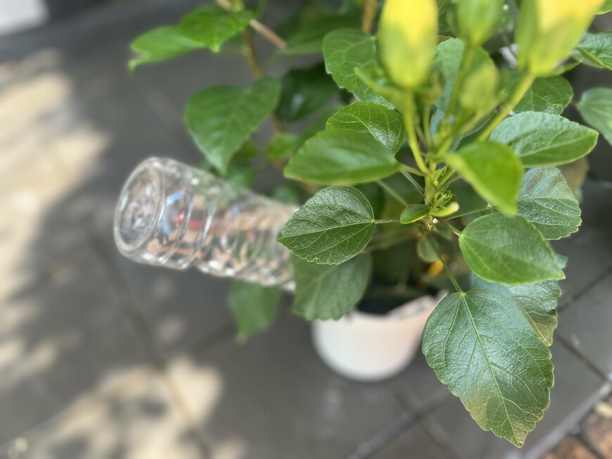 水差しキャップと黄色いハイビスカス