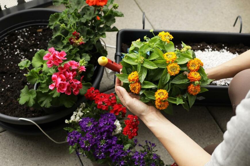 ランタナ、ゼラニウムなどで寄せ植えを作っている