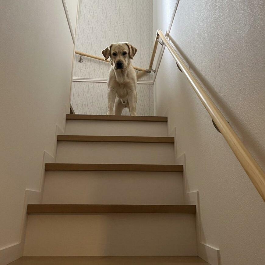 階段を上がったラブラドールレトリバー