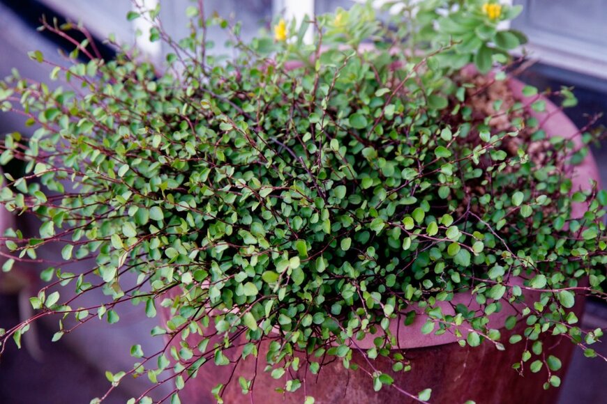 ワイヤープランツの鉢植え。色は緑。