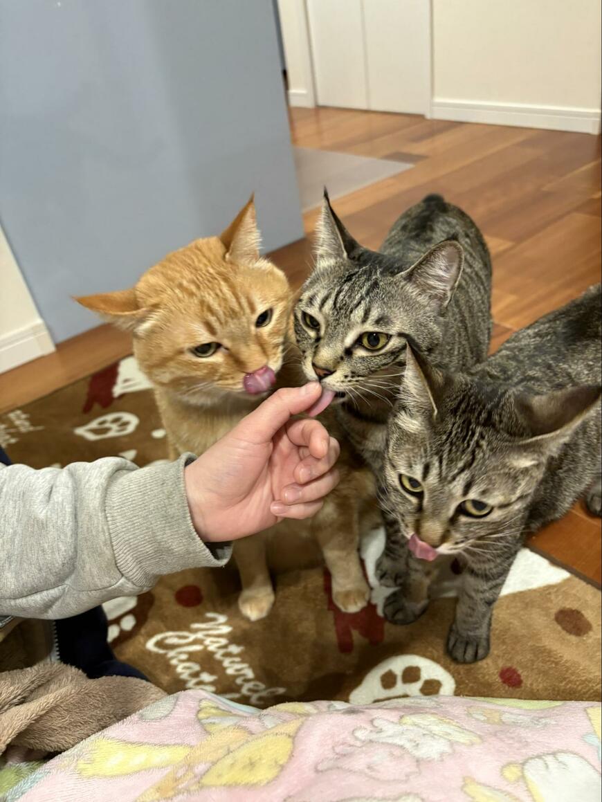 かわいい猫たち