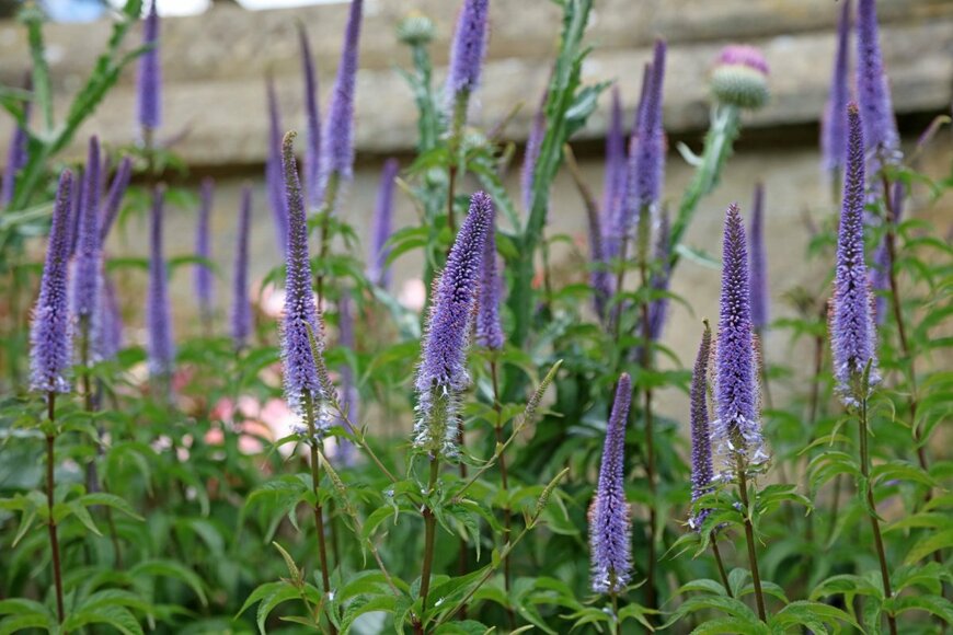 青紫色の花を咲かせている、ベロニカ