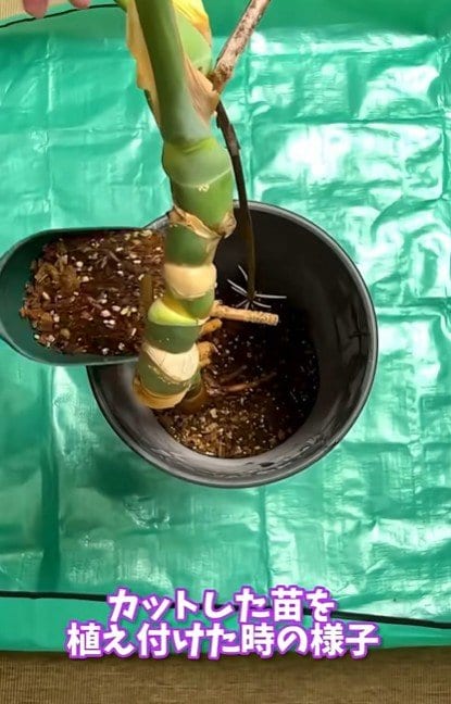 モンステラの挿し木植え付け