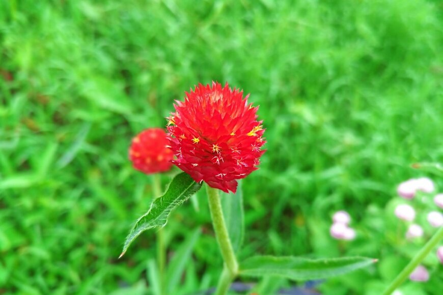 赤い苞がオシャレな「センニチコウ・ストロベリーフィールド」